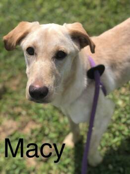 Macy -  Yellow Labrador Retriever Dog for Adoption in Elkins, West Virginia - Macy | PetCurious