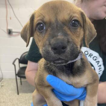 Hominid -  Cattle Dog and Mixed Breed Dog for Adoption in Hattiesburg, Mississippi - Hominid | PetCurious