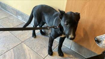 Rescue Australian Cattle Dog Blue Heeler and Mixed Breed Dogs for Adoption in Tustin, California - MEADOW | PetCurious