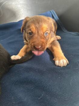Owala -  Shepherd and Norwegian Elkhound Dog for Adoption in Winnipeg, Manitoba - Owala | PetCurious