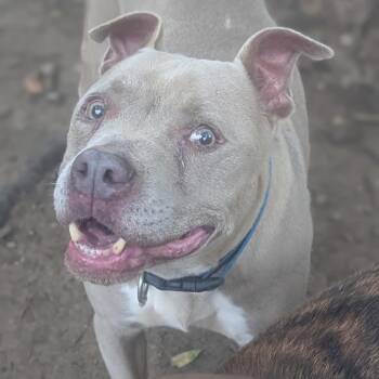 Dozer - Adoption Fee Sponsored! -  Mixed Breed Dog for Adoption in Alabaster, Alabama - Dozer - Adoption Fee Sponsored! | PetCurious
