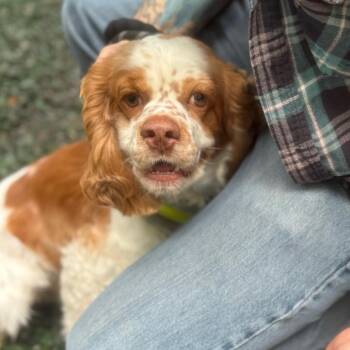 Frank -  Cocker Spaniel Dog for Adoption in Decatur, Georgia - Frank | PetCurious