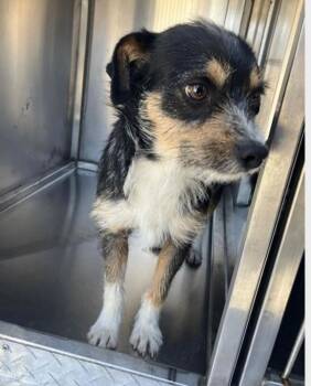 Terrier Dogs Available for Adoption - Nomad | PetCurious