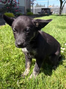 Mixed Breed and Terrier Dogs Available for Adoption - Tulip | PetCurious