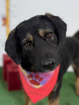 Labrador Retriever and German Shepherd Dog Dogs Available for Adoption - Aladdin | PetCurious