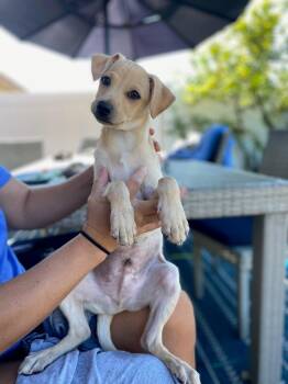 Sourdough -  Labrador Retriever and Terrier Dog for Adoption in San Diego, California - Sourdough | PetCurious