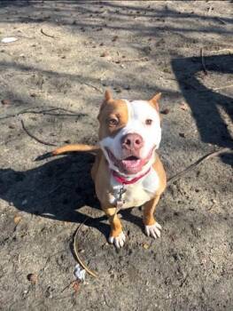 Mixed Breed Dogs Available for Adoption in West Chester, Pennsylvania - Radio | PetCurious
