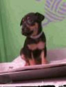 Rescue Chihuahua and Mixed Breed Dogs for Adoption in Houston, Texas - Spirited | PetCurious