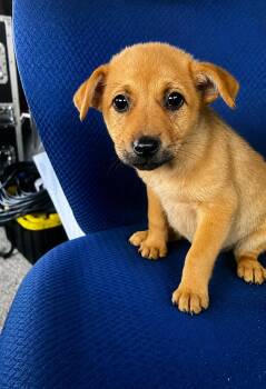 Puddles - The Angel Girl -  Labrador Retriever and Beagle Dog Available for Adoption in Carolina, Carolina - Puddles - The Angel Girl | PetCurious