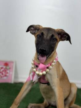 Tootsie-One of our Amazing Rescue Dogs -  Belgian Shepherd Malinois and Whippet Dog for Adoption in Carlsbad, California - Tootsie-One Of Our Amazing Rescue Dogs | PetCurious