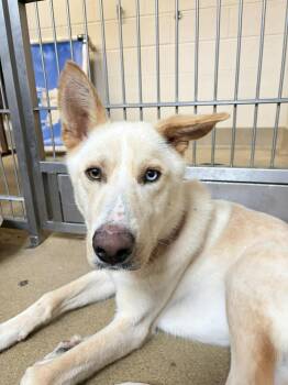 German Shepherd Dog and Husky Dogs Available for Adoption in Rockwall, Texas - Montana | PetCurious