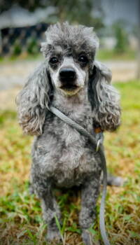 Rescue Poodle Dogs for Adoption in Pacolet, South Carolina - Tango Sep 25 | PetCurious