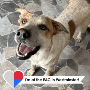 Mixed Breed Dogs Available for Adoption - Milus | PetCurious