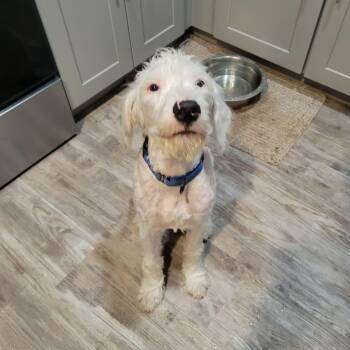 Poodle Dogs Available for Adoption in Lehigh Acres, Florida - Hudson | PetCurious