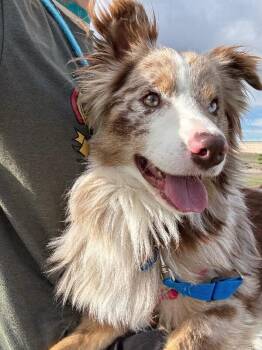 Kingston -  Australian Shepherd and Mixed Breed Dog Available for Adoption in Fort Collins, Colorado - Kingston | PetCurious