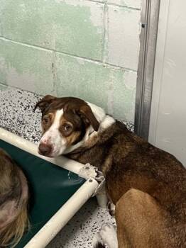 Rescue Mixed Breed Dogs for Adoption in West Chester, Pennsylvania - Missy | PetCurious