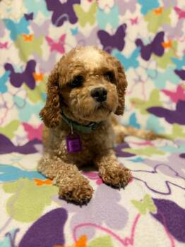 Goldie -  Cavalier King Charles Spaniel and Poodle Dog for Adoption in Mukwonago, Wisconsin - Goldie | PetCurious