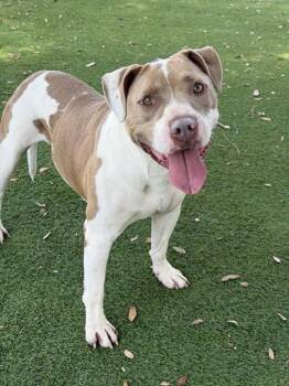 American Bulldog and Mixed Breed Dogs Available for Adoption in Fort Myers, Florida - MILLER | PetCurious