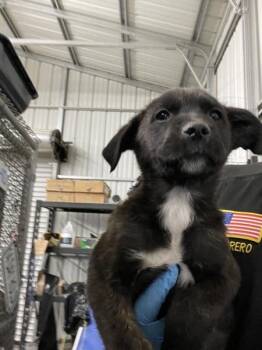 Shepherd Dogs Available for Adoption in Victorville, California - Fuji | PetCurious