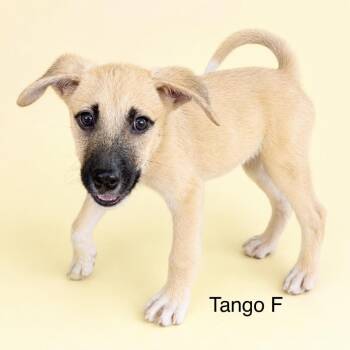 Tango -  Mixed Breed Dog for Adoption in Bend, Oregon - Tango | PetCurious
