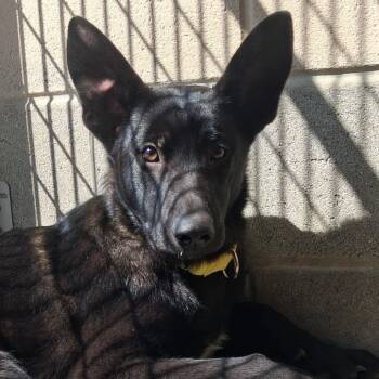 Velora -  German Shepherd Dog and Labrador Retriever Dog Available for Adoption in Camden, Delaware - Velora | PetCurious