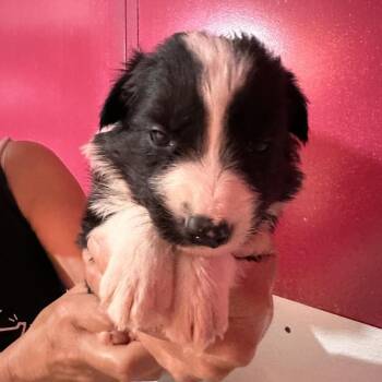 LEROY BROWN (9) -  Border Collie Dog Available for Adoption in Richmond, California - LEROY BROWN (9) | PetCurious