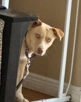 Australian Shepherd and Labrador Retriever Dogs Available for Adoption in Fort Lupton, Colorado - Tuuli | PetCurious