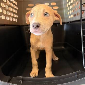 Celeste -  Pit Bull Terrier Dog for Adoption in Birmingham, Alabama - Celeste | PetCurious
