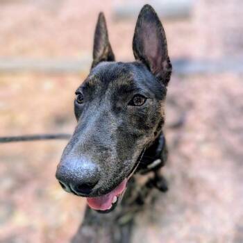 Lightning -  German Shepherd Dog Dog for Adoption in Oakland, California - Lightning | PetCurious