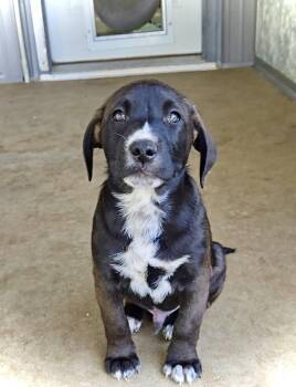 River -  Pit Bull Terrier and Australian Shepherd Dog for Adoption in Estherville, Iowa - River | PetCurious