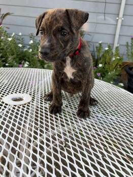 Rescue Pit Bull Terrier Dogs for Adoption in Boise, Idaho - Frenchy | PetCurious