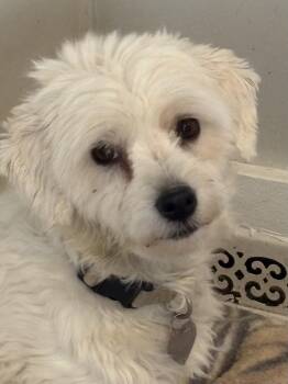Ellseny -  Coton De Tulear Dog for Adoption in Eaton Rapids, Michigan - Ellseny | PetCurious
