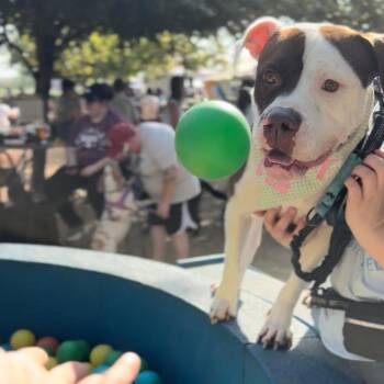 Rescue American Bulldog and American Staffordshire Terrier Dogs for Adoption in Houston, Texas - Rocky Road | PetCurious