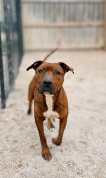 Mixed Breed Dogs Available for Adoption in Muskegon, Michigan - Neveah | PetCurious