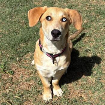 Corgi and Mixed Breed Dogs Available for Adoption - Molly | PetCurious