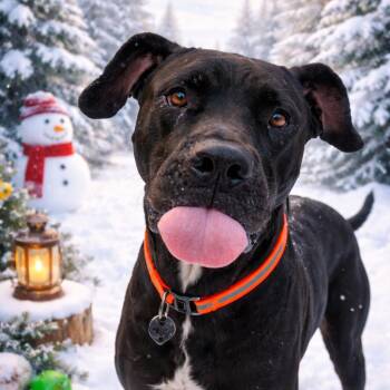 Great Dane and Mixed Breed Dogs Available for Adoption in Memphis, Tennessee - Big Boy | PetCurious