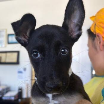 Rachel -  Shepherd and Labrador Retriever Dog for Adoption in Nashville, Tennessee - Rachel | PetCurious