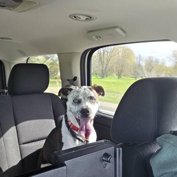 Twyla -  Pit Bull Terrier Dog Available for Adoption in West Branch, Michigan - Twyla | PetCurious