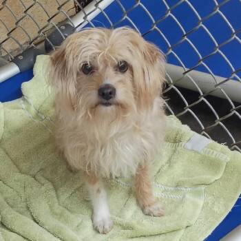 Pookie -  Yorkshire Terrier and Mixed Breed Dog for Adoption in Tyler, Texas - Pookie | PetCurious