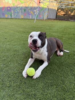 Ella -  American Staffordshire Terrier Dog for Adoption in Oklahoma City, Oklahoma - Ella | PetCurious