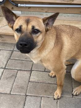 Penny -  Mixed Breed Dog for Adoption in Markham, Ontario - Penny | PetCurious