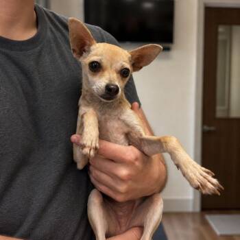 Chihuahua Dogs Available for Adoption in Tifton, Georgia - Holly | PetCurious