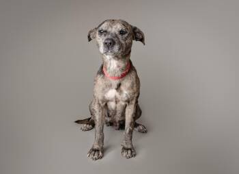 Rescue Mixed Breed and Catahoula Leopard Dog Dogs for Adoption in Plaquemine, Louisiana - Deshaye | PetCurious