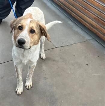 Mixed Breed Dogs Available for Adoption - EGG | PetCurious