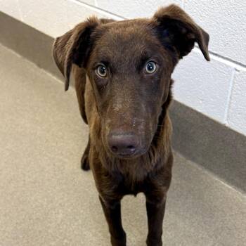 Union City -  Hound Dog for Adoption in Chatham, Virginia - Union City | PetCurious