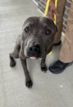 Monty -  Mixed Breed Dog for Adoption in Manchester, Tennessee - Monty | PetCurious
