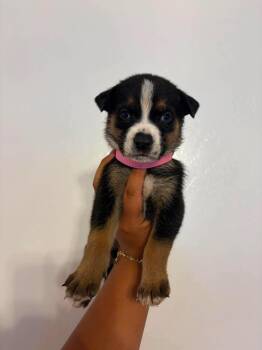 Latte -  German Shepherd Dog Dog for Adoption in Lodi, California - Latte | PetCurious