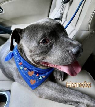 Honda -  American Staffordshire Terrier Dog for Adoption in New York, New York - Honda | PetCurious