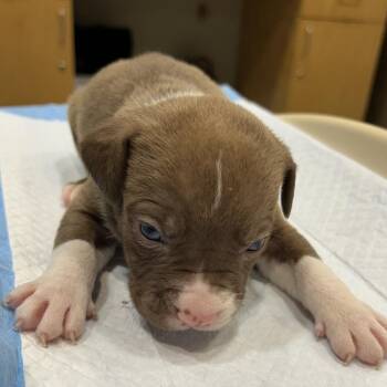 Mixed Breed Dogs Available for Adoption in Chattanooga, Tennessee - Charleston Chew | PetCurious