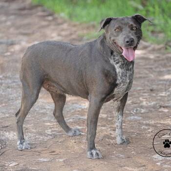 Aymee -  Terrier Dog for Adoption in Abilene, Texas - Aymee | PetCurious